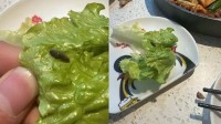 男子就餐時(shí)吃出蟲子理論被懟 店員：有蟲子才新鮮
